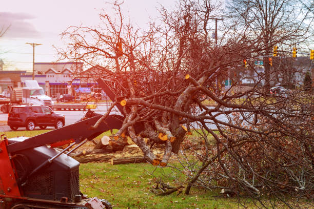 Best Tree Preservation Services  in South Paris, ME