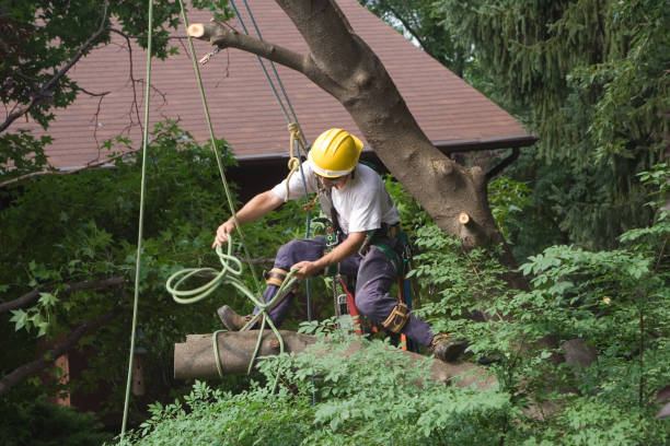 Best Lawn Irrigation Installation and Maintenance  in South Paris, ME