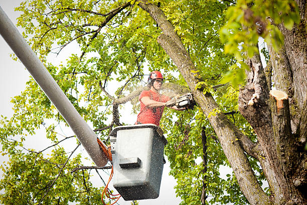Best Fruit Tree Pruning  in South Paris, ME