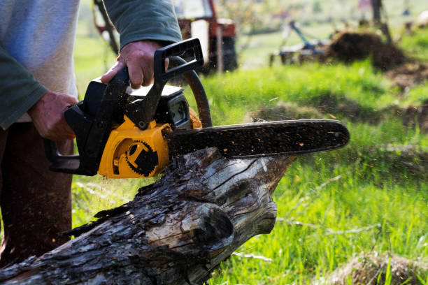 South Paris, ME Tree Care Company